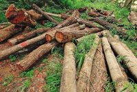 تیشه بر اصالت خویش نزنیم