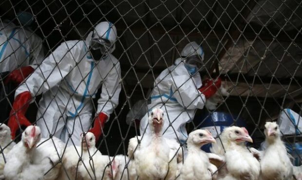 شیوع ترسناک آنفلوانزای پرندگان؛ آیا یک همهگیری جدید در راه است؟ شیوع ترسناک آنفلوانزای پرندگان؛ آیا یک همهگیری جدید در راه است؟