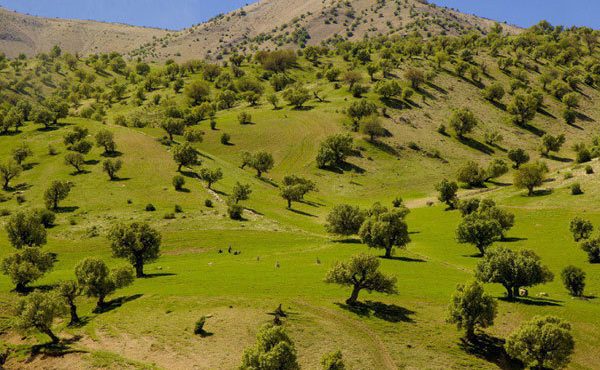 مدیرکل منابع طبیعی ایلام خبر داد: ۱۳ اکیپ ویژه حفاظت از عرصه های طبیعی ایلام فعال است