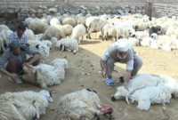 مدیرکل امور عشایری ایلام از آغاز کار پشم چینی دام عشایر استان خبر داد مدیرکل امور عشایری ایلام از آغاز کار پشم چینی دام عشایر استان خبر داد