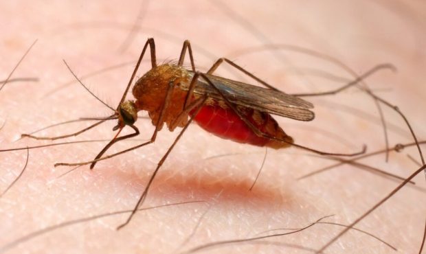 زنگ خطر ابتلا به مالاریا به صدا درآمد/ شناسایی ۴۷ بیمار در سیستان و بلوچستان زنگ خطر ابتلا به مالاریا به صدا درآمد/ شناسایی ۴۷ بیمار در سیستان و بلوچستان