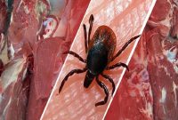 وزارت بهداشت: ابلاغ دستورالعمل کنترل بیماری تب کنگو/ شیوع بیماری از کشورهای همسایه وزارت بهداشت: ابلاغ دستورالعمل کنترل بیماری تب کنگو/ شیوع بیماری از کشورهای همسایه