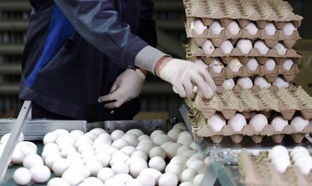 قیمت تخم مرغ افزایش یافت/ قیمت هر کیلو برای مصرف کننده؛ ۵۶ هزار تومان