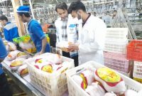 وزارت کشاورزی: فروش مرغ بالاتر از ۶۳ هزار تومان تخلف است