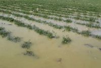 رییس سازمان جهاد کشاورزی ایلام خبر داد: بارش های رگباری ۷۰۰ میلیارد تومان به کشاورزی ایلام خسارت زد رییس سازمان جهاد کشاورزی ایلام خبر داد: بارش های رگباری ۷۰۰ میلیارد تومان به کشاورزی ایلام خسارت زد