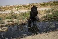 مدیرکل محیط زیست ایلام خبر داد: کارخانه آلوده‌کننده رودخانه چناره چرداول تنها پنج روز فرصت راه‌اندازی تصفیه‌خانه دارد
