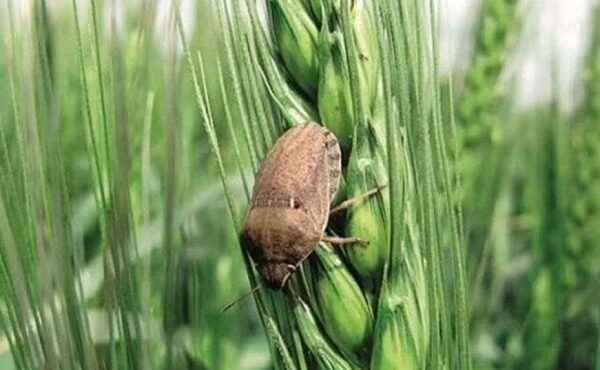 هشدار مدیر حفظ نباتات جهادکشاورزی ایلام در خصوص بیماری «زنگ زرد» برای گندم‌زارهای ایلام