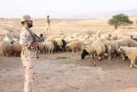 فرمانده انتظامی استان ایلام خبر داد: کامیون‌های حامل دام قاچاق در دهلران توقیف شدند