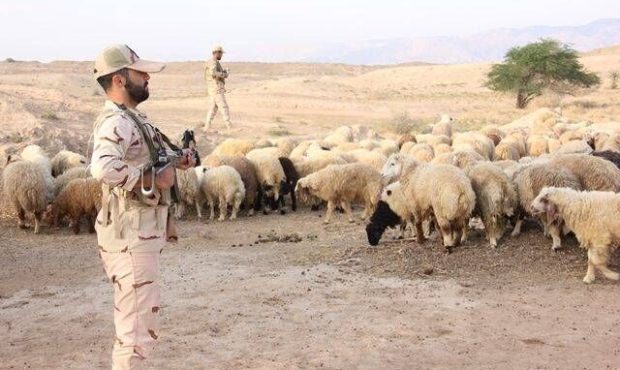 فرمانده انتظامی استان ایلام خبر داد: کامیون‌های حامل دام قاچاق در دهلران توقیف شدند