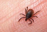 وزارت بهداشت: علائم اولیه بیماری تب کریمه کنگو مانند کروناست/ ۱۰ مبتلا در سال گذشته جان باختند وزارت بهداشت: علائم اولیه بیماری تب کریمه کنگو مانند کروناست/ ۱۰ مبتلا در سال گذشته جان باختند