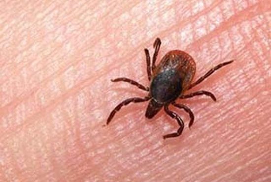 وزارت بهداشت: علائم اولیه بیماری تب کریمه کنگو مانند کروناست/ ۱۰ مبتلا در سال گذشته جان باختند وزارت بهداشت: علائم اولیه بیماری تب کریمه کنگو مانند کروناست/ ۱۰ مبتلا در سال گذشته جان باختند