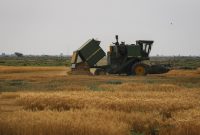 رییس سازمان جهاد کشاورزی ایلام تاکید کرد: ارزش غلات و دانه‌های روغنی ایلام ۶۵ هزار میلیارد ریال است