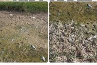 دادستان دستور رسیدگی به تلفات آبزیان در رودخانه چرداول را صادر کرد دادستان دستور رسیدگی به تلفات آبزیان در رودخانه چرداول را صادر کرد