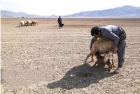 دامپزشکی ایلام ۱۳ میلیارد ریال قرارداد با بخش خصوصی منعقد کرد
