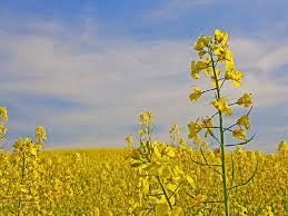 مدیرعامل شرکت آب منطقه ای استان ایلام خبر داد؛ افزایش سطح کشت کلزا در ایلام با تامین به موقع آب شبکه های آبیاری مدیرعامل شرکت آب منطقه ای استان ایلام خبر داد؛ افزایش سطح کشت کلزا در ایلام با تامین به موقع آب شبکه های آبیاری