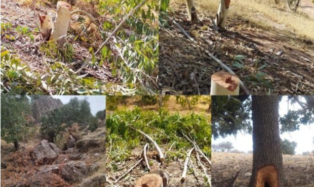 دادستان شهرستان درهشهر گفت: برخی عوامل قطع درختان پارک جنگلی کبیرکوه در این شهرستان دستگیر شدند. دادستان شهرستان درهشهر گفت: برخی عوامل قطع درختان پارک جنگلی کبیرکوه در این شهرستان دستگیر شدند.