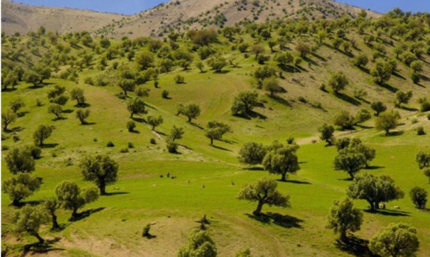 مدیر کل منابع طبیعی استان از برداشت ۵۰ تن سقز کوهی در استان ایلام خبر داد