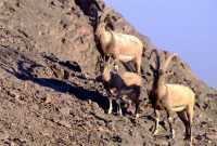 مدیرکل حفاظت محیط زیست ایلام از انجام سرشماری گونه های شاخص حیات وحش در ایلام خبر داد مدیرکل حفاظت محیط زیست ایلام از انجام سرشماری گونه های شاخص حیات وحش در ایلام خبر داد
