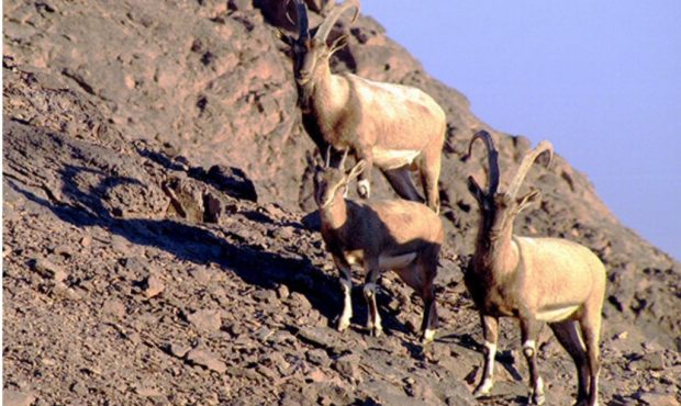 مدیرکل حفاظت محیط زیست ایلام از انجام سرشماری گونه های شاخص حیات وحش در ایلام خبر داد