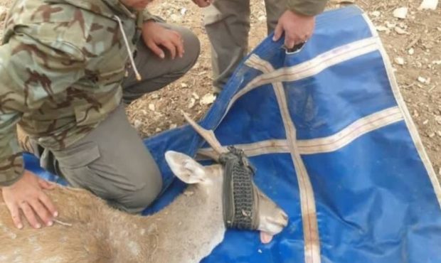 مدیرکل حفاظت محیط زیست از آغاز انتقال چهار راس گوزن بالغ سایت مانشت و قلارنگ ایلام به استان اردبیل خبر داد