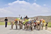 مدیرکل امور عشایری استان ایلام از بهسازی و مرمت تمامی راه‌های عشایری خبر داد