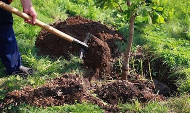 مدیرکل منابع طبیعی از آغاز به کار طرح مردمی کاشت درخت در ایلام خبر داد مدیرکل منابع طبیعی از آغاز به کار طرح مردمی کاشت درخت در ایلام خبر داد