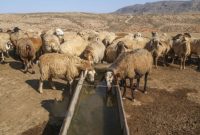 مدیرکل امور عشایری ایلام خبر داد؛ تامین آب شرب عشایر مستقر در میان بندهای ایلام