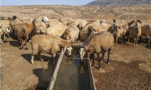مدیرکل امور عشایری ایلام خبر داد؛ تامین آب شرب عشایر مستقر در میان بندهای ایلام مدیرکل امور عشایری ایلام خبر داد؛ تامین آب شرب عشایر مستقر در میان بندهای ایلام