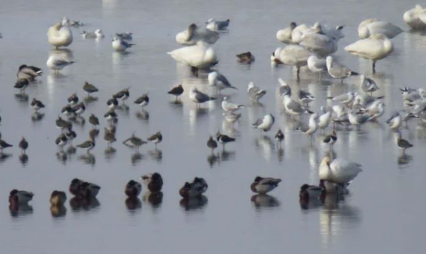 مدیرکل حفاظت محیط زیست ایلام خبر داد: زیستگاه های آبی ایلام مهیای پذیرایی از پرندگان مهاجر است