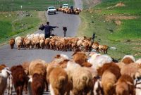 مدیرکل امور عشایر ایلام خبر داد: عشایر ایلام از اول آذرماه اجازه اتراق در مناطق گرمسیری را دارند