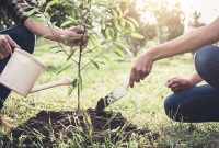 درختکاری چه آسان درختداری چه مشکل!!!!