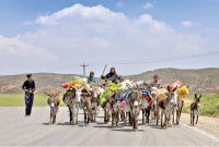 مدیرکل امور عشایری استان از وجود ۲ هزار کیلومتر راه عشایری در ایلام خبر داد