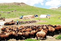 مدیرکل امور عشایری ایلام خبر داد؛ اختصاص۱۸۰کیلوگرم نهاده دامی به ازای هر راس دام عشایر ایلام