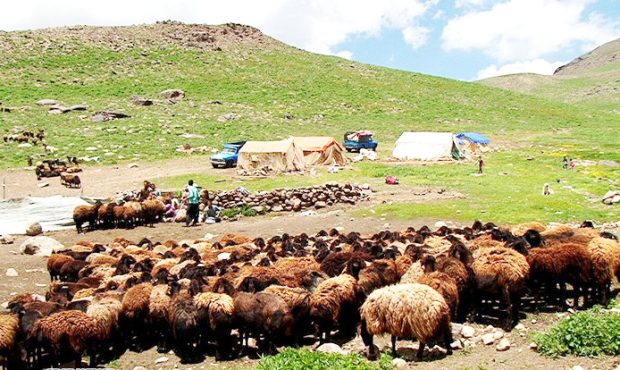 مدیرکل امور عشایری ایلام خبر داد؛ اختصاص۱۸۰کیلوگرم نهاده دامی به ازای هر راس دام عشایر ایلام