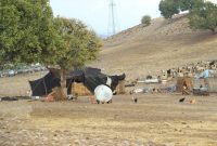 مدیرکل امور عشایر استان از استقرار یکهزار و ۶۷۰ خانوار عشایر مهمان در ایلام خبر داد