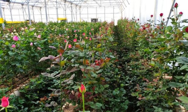 رییس جهاد کشاورزی استان ایلام خبر داد: احداث ۲۰۰ هکتار گلخانه در استان ایلام در دست اجرا است رییس جهاد کشاورزی استان ایلام خبر داد: احداث ۲۰۰ هکتار گلخانه در استان ایلام در دست اجرا است