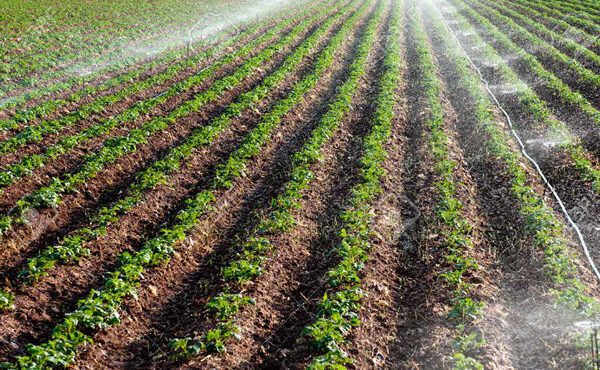 رییس جهاد کشاورزی ایلام از افتتاح ۷۲ پروژه کشاورزی طی دهه فجر در ایلام خبر داد