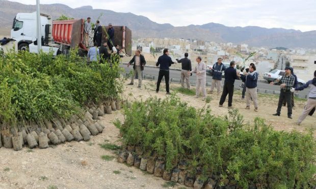 مدیرکل کمیته امداد استان ایلام خبر داد: توزیع ۶ هزار و ۵۰۰ نهال میوه در بین مددجویان کمیته امداد ایلام