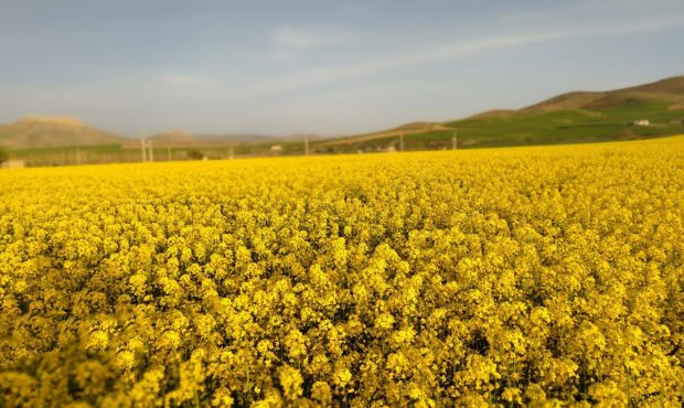 رئیس جهاد کشاورزی ایلام خبر داد: ۱۰ هزار تن کلزا در ایلام خریداری شد
