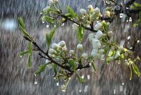 معاون توسعه و پیش بینی اداره کل هواشناسی استان خبر داد: هوای ایلام تا پایان هفته جاری بارانی میشود معاون توسعه و پیش بینی اداره کل هواشناسی استان خبر داد: هوای ایلام تا پایان هفته جاری بارانی میشود