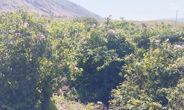 مدیر هماهنگی ترویج کشاورزی سازمان جهادکشاورزی ایلام تاکید کرد: ایلام ظرفیت مناسبی برای توسعه کشت «گل محمدی» دارد