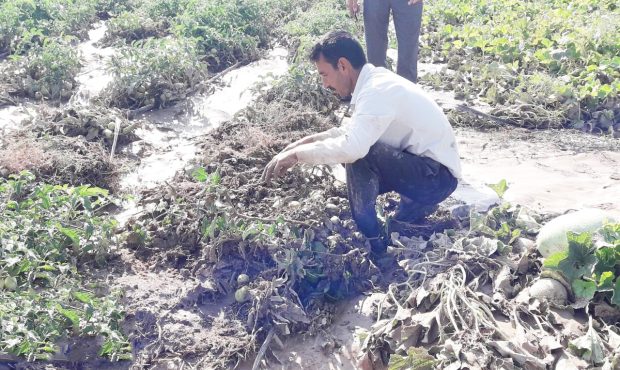 رئیس سازمان جهاد کشاورزی ایلام خبر داد: برآورد اولیه خسارت سیلاب به کشاورزی ایلام بیش از ۲ هزار میلیارد ریال است