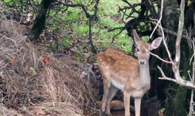 مدیرکل محیط زیست استان ایلام خبر داد؛ در حال حاضر ٧ درصد مساحت استان تحت مدیریت سازمان حفاظت محیط زیست است