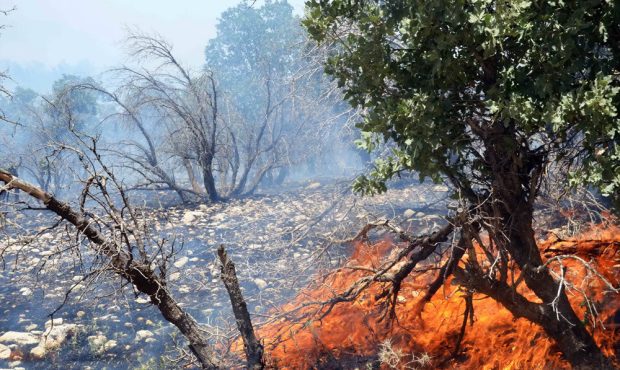 فصل گرما و بحران سوختن جنگل ها