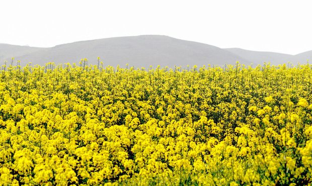 معاون بهبود تولیدات گیاهی سازمان جهاد کشاورزی خبر داد: ایلام رتبه سوم کشور را در تولید کلزا کسب کرد