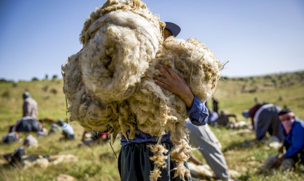 مدیرکل امور عشایر استان ایلام خبر داد: جلوگیری از خروج یک هزار تن پشم از ایلام با اجرای طرح از پشم تا فرش