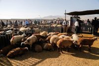 مدیرکل دامپزشکی استان ایلام: نظارت ۳۸ گروه دامپزشکی ایلام بر ذبح دام در عید قربان مدیرکل دامپزشکی استان ایلام: نظارت ۳۸ گروه دامپزشکی ایلام بر ذبح دام در عید قربان