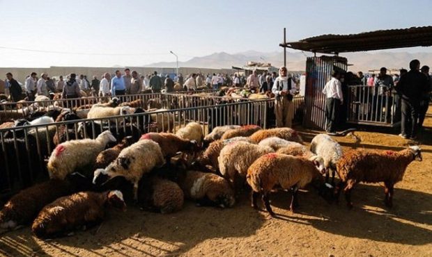 مدیرکل دامپزشکی استان ایلام: نظارت ۳۸ گروه دامپزشکی ایلام بر ذبح دام در عید قربان