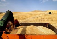 رئیس سازمان جهادکشاورزی استان از پرداخت ۷۱ درصد مطالبات گندم‌کاران ایلام خبر داد