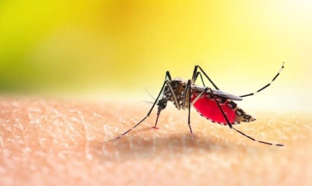 معاون بهداشت دانشگاه علوم پزشکی استان ایلام خبر داد: موردی از ابتلا به تب دنگی در ایلام مشاهده نشده است معاون بهداشت دانشگاه علوم پزشکی استان ایلام خبر داد: موردی از ابتلا به تب دنگی در ایلام مشاهده نشده است